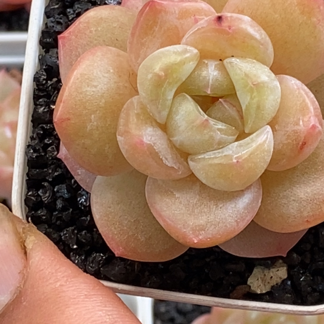 天官赐福百无禁忌