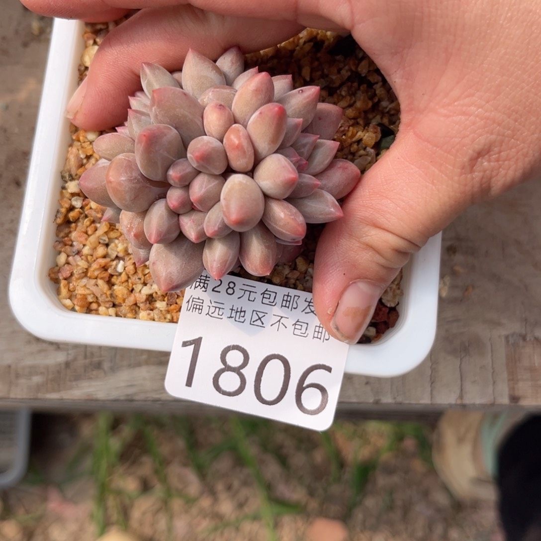 大1806；h z h x b f v c b