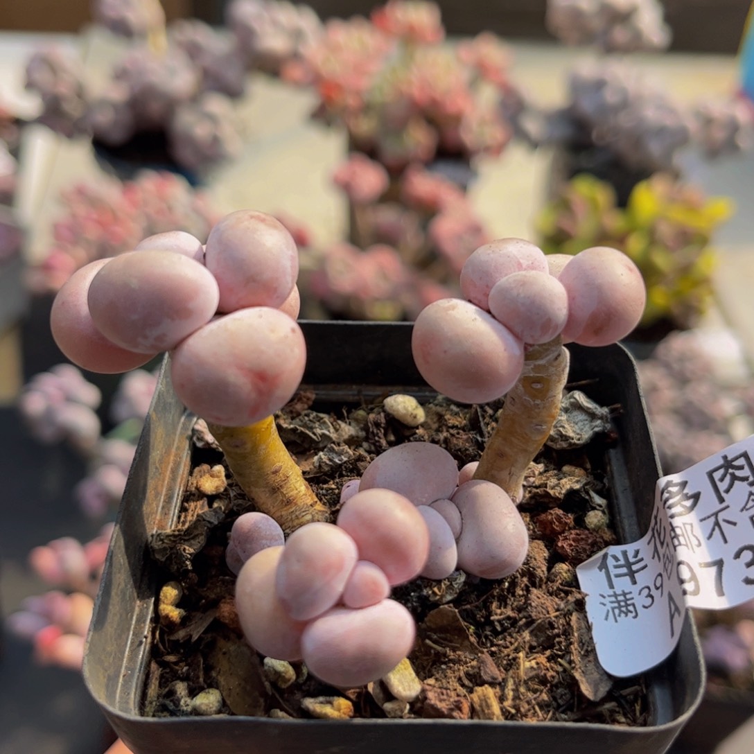 973/5cm橙奶多肉植物