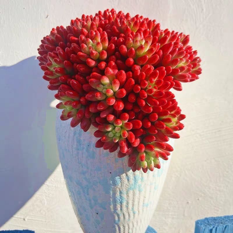 虹之玉锦（带盆土发）多肉植物 阳台好养 易成活 新手必备  