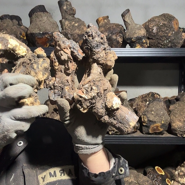 小***~香榧木火琉璃的故事是一个