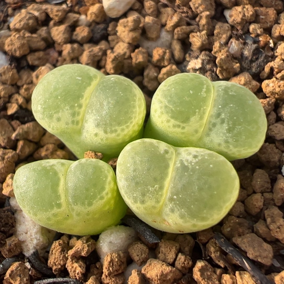 28多肉植物百科植物