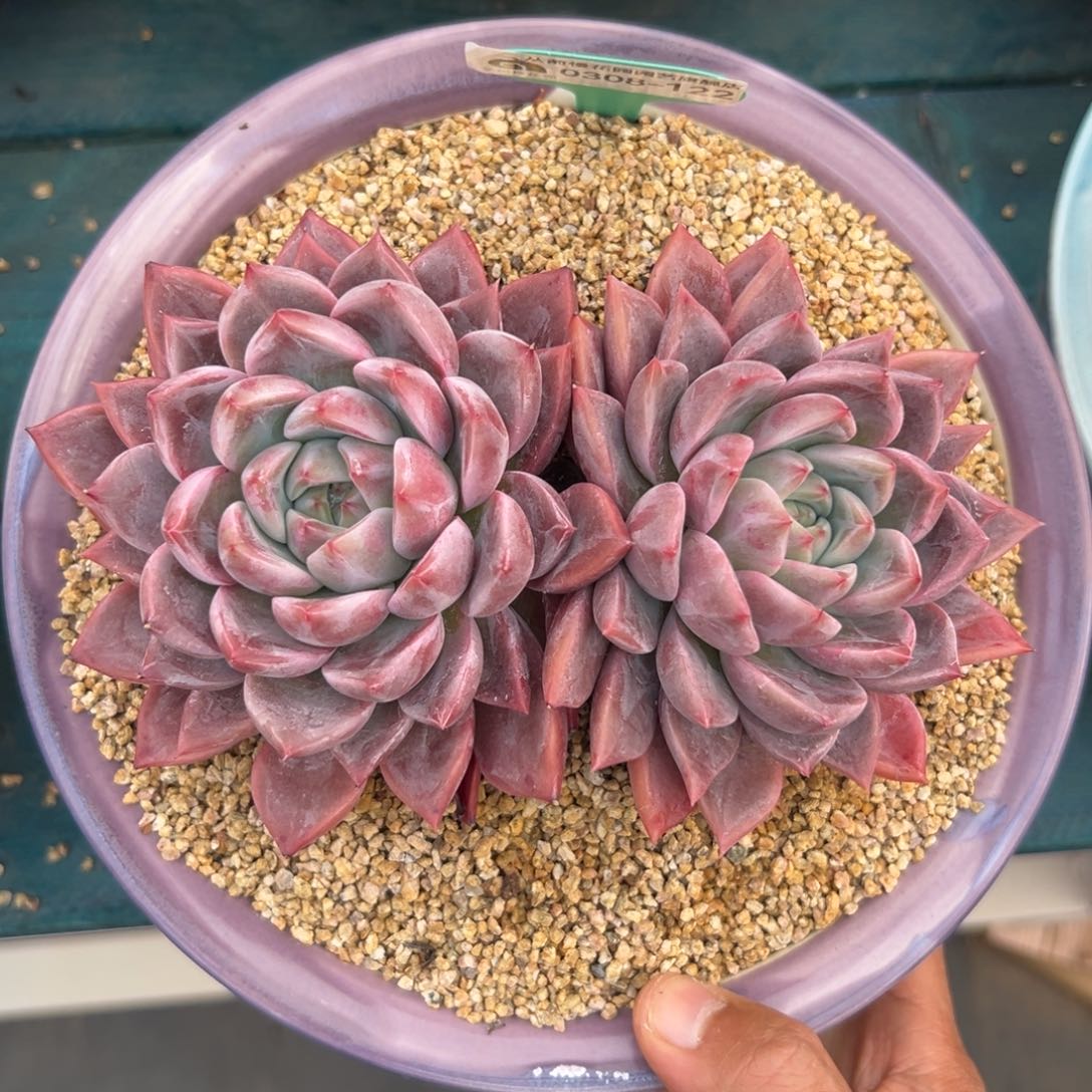 多肉一物一拍0308-122