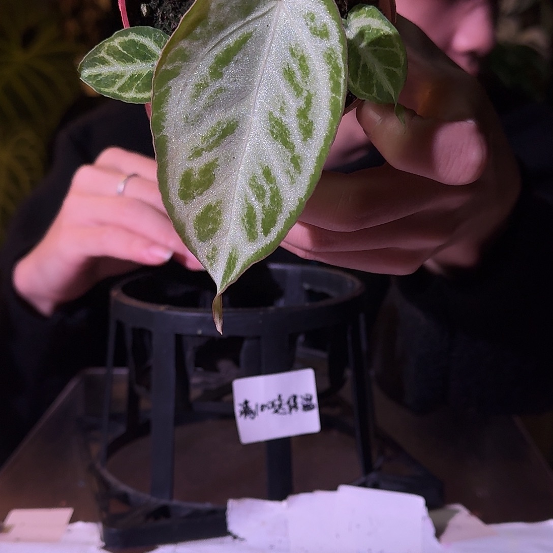 不开花植物H125银色面纱杂银虎