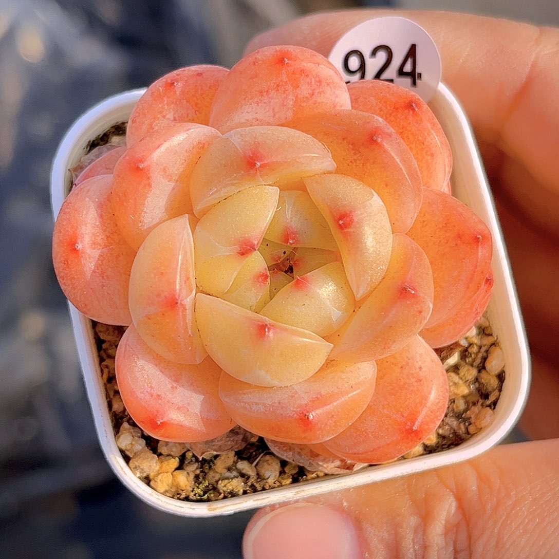 924 放漏 新品珍妮 满18包邮