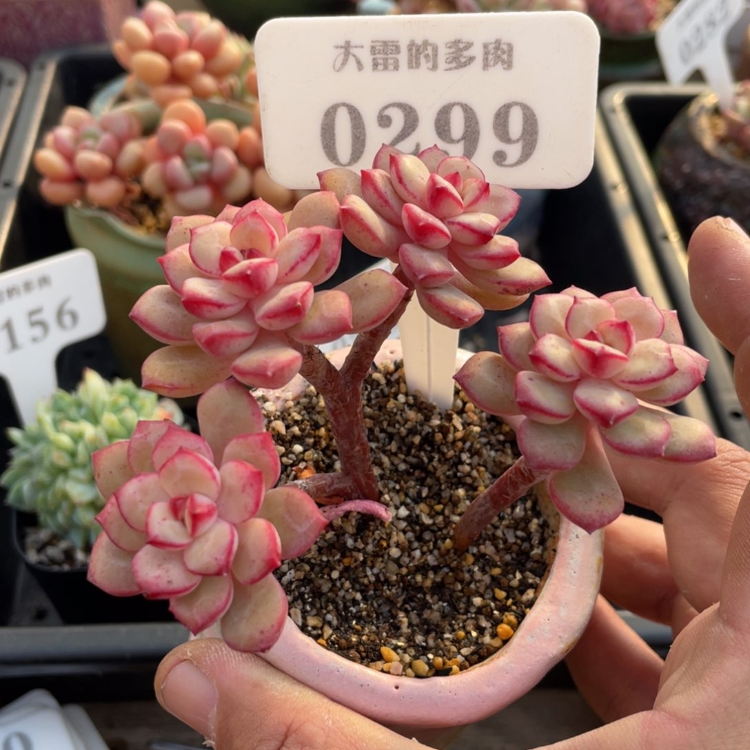 0299探戈不带盆9厘米