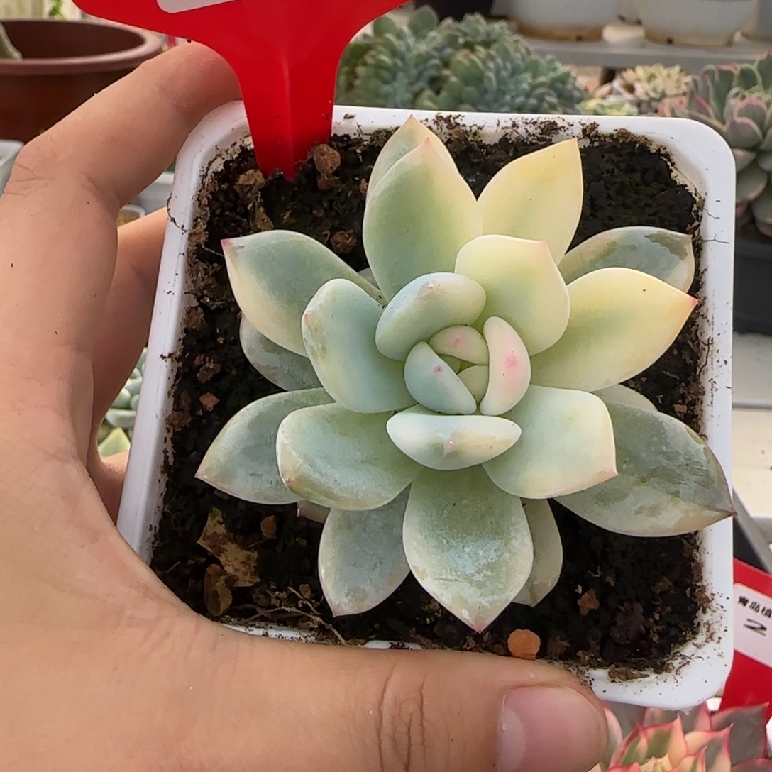 47橙梦露锦多肉植物