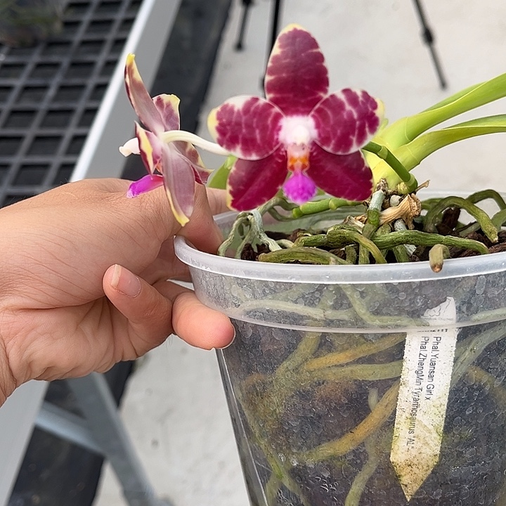 完全开放671号特价瑕疵苗根叶不好任何原因不售后