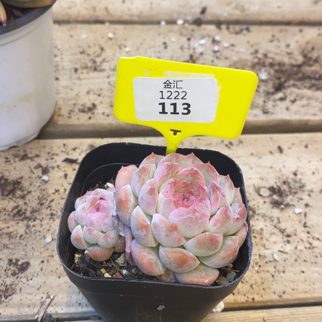 福利多多，1222113