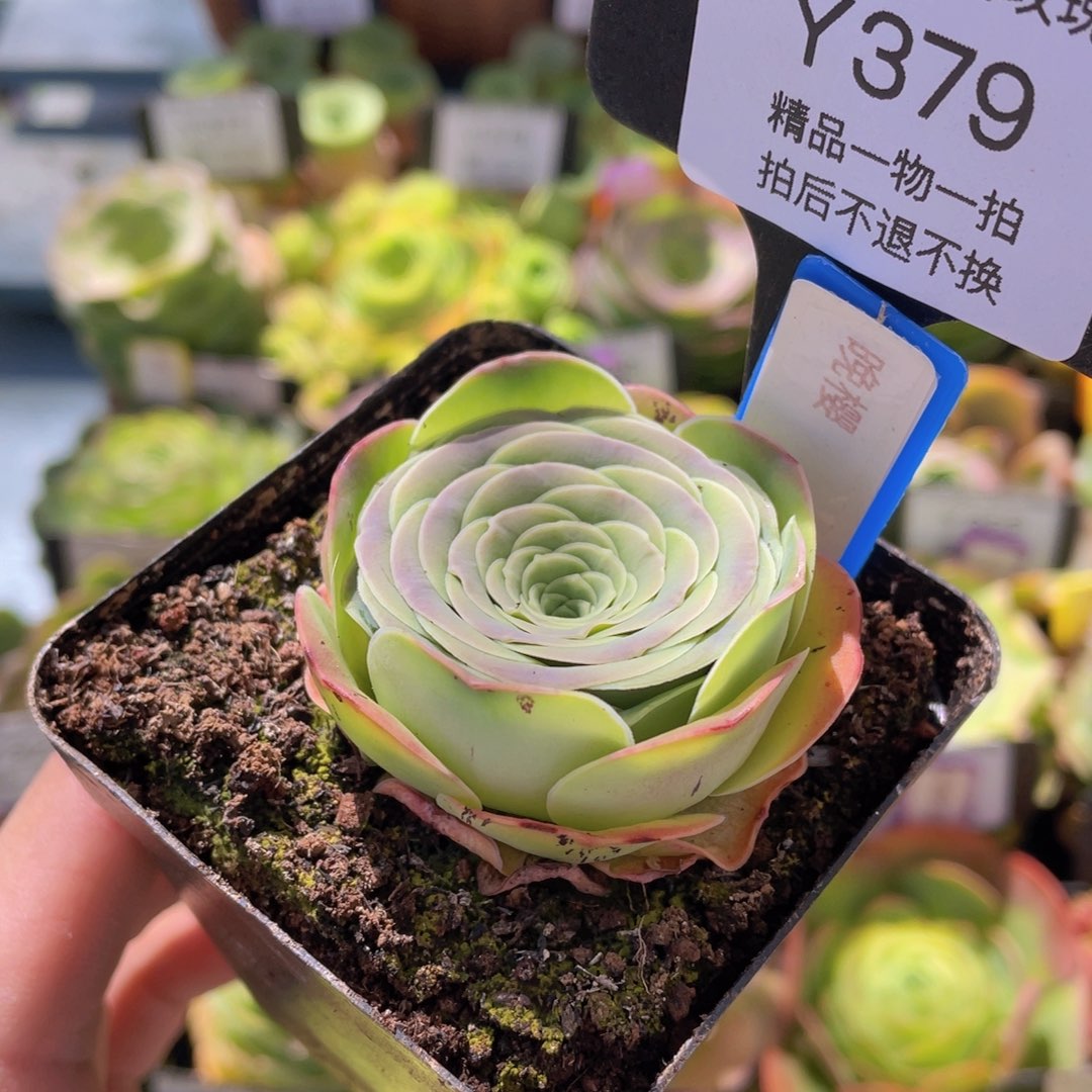 晚樱福利379一物一拍