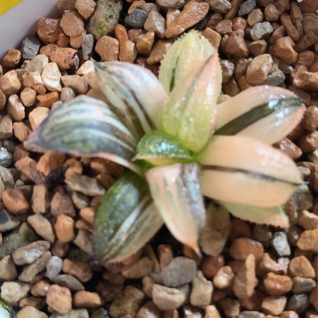 22号筋斗云青蟹锦一物一拍0