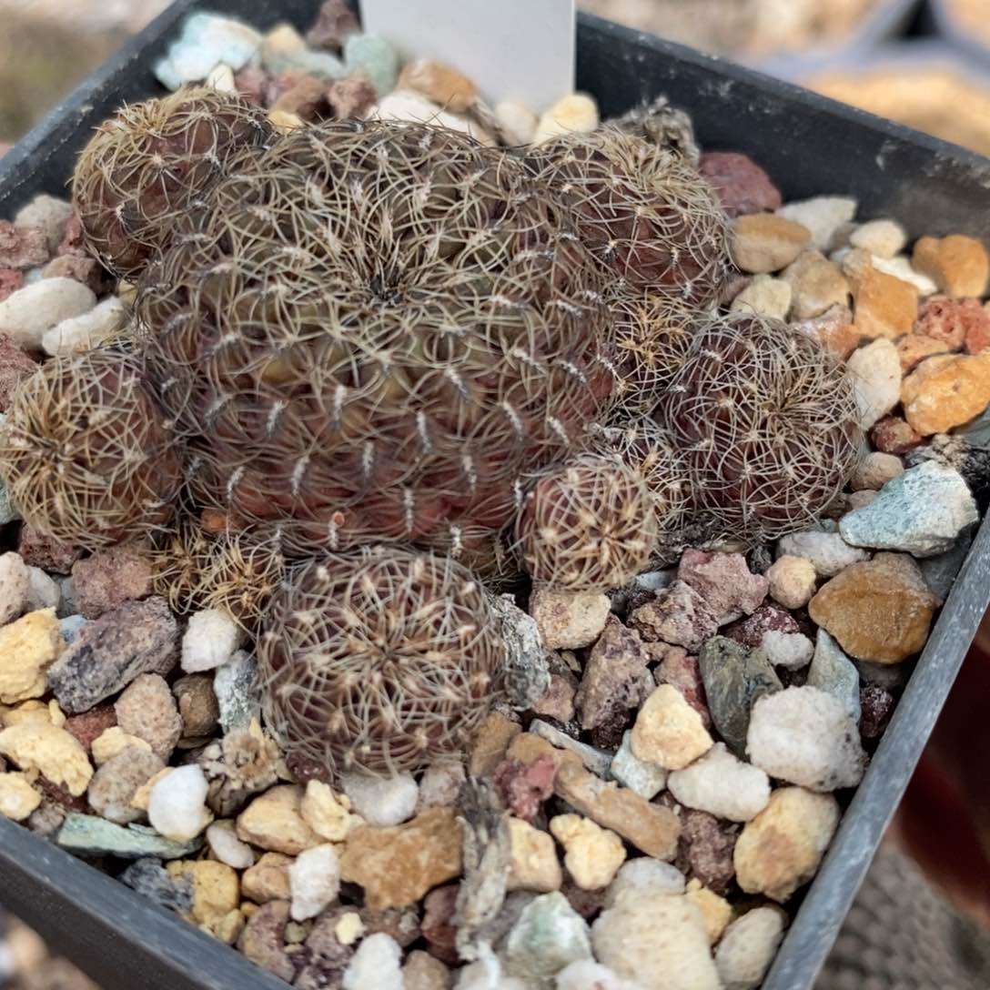 【闪购商品】狗宝006