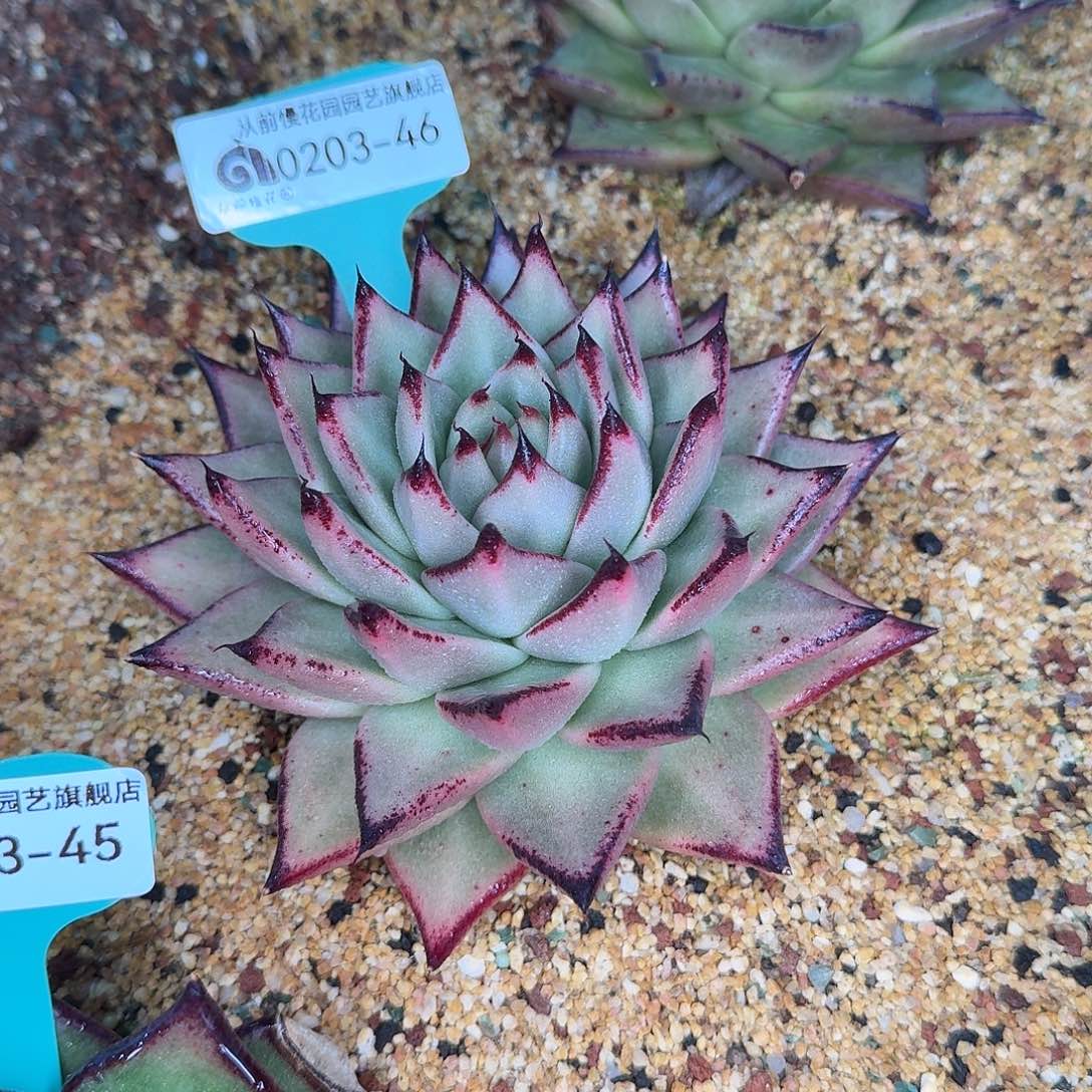 从前慢花园东云多肉0203-46