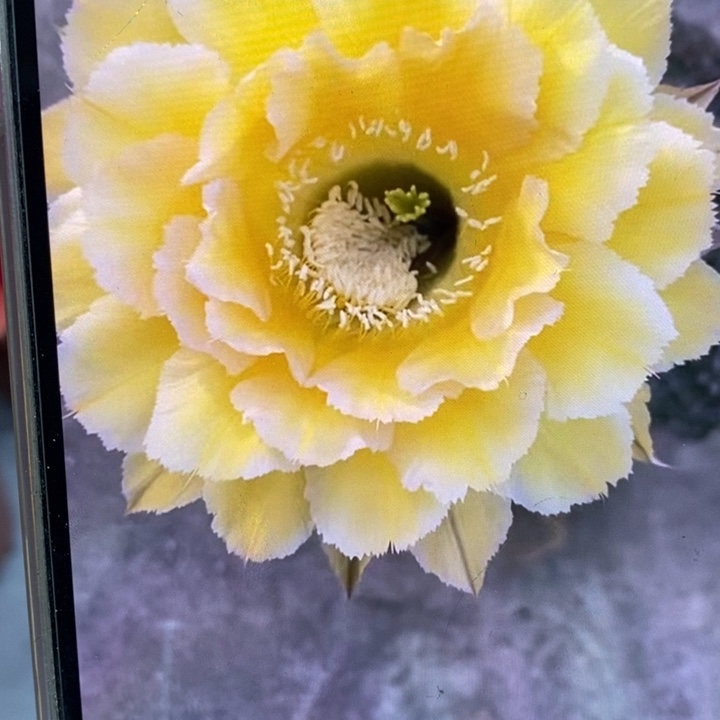 香香新黄白侧芽4.5公分左右