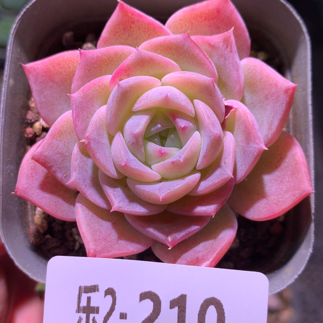 乐然 2-210 纯爱单头 