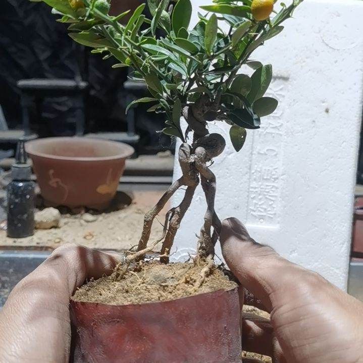 完全开放金豆小橘子绿植