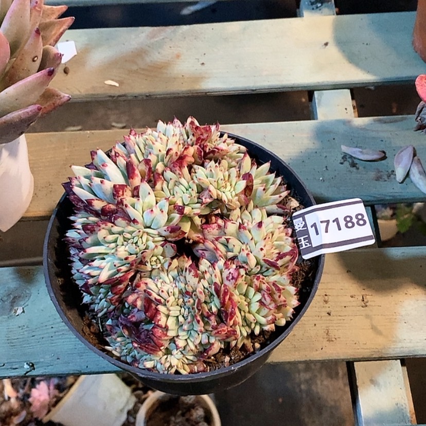 【闪购商品】红拉糖缀17188