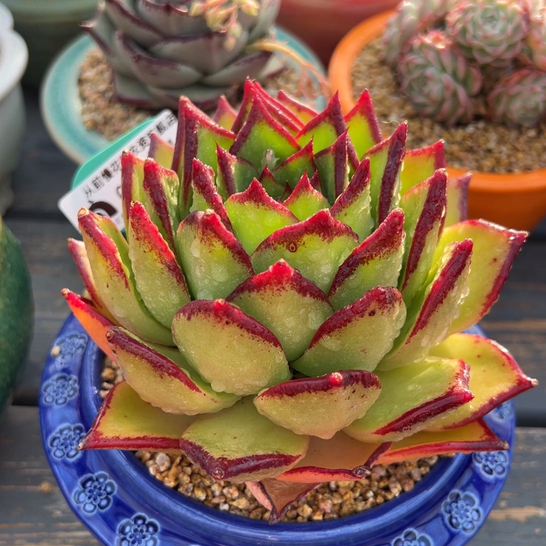 从前慢多肉精选编号0313.11