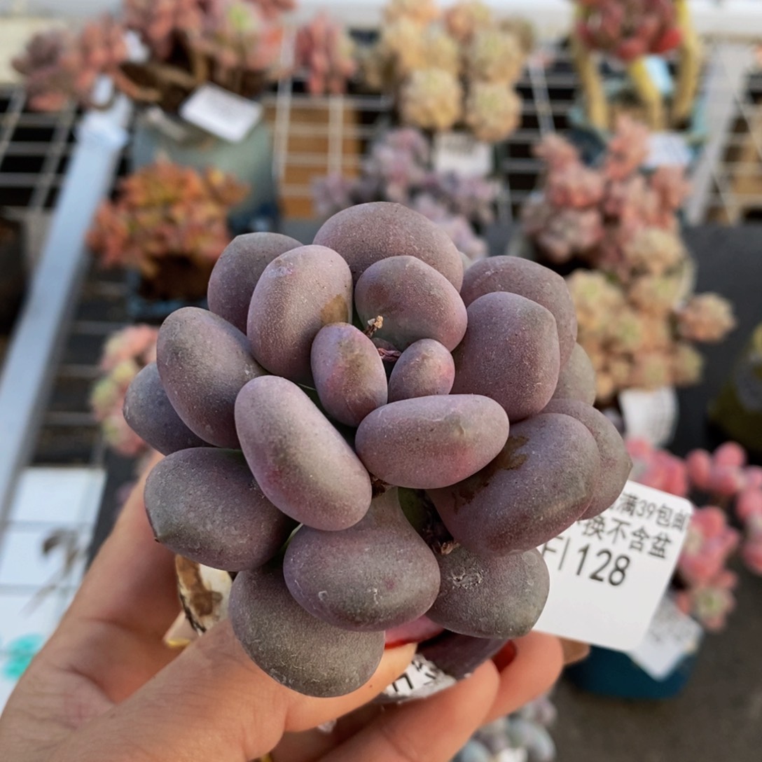 月美人128/5cm的肉