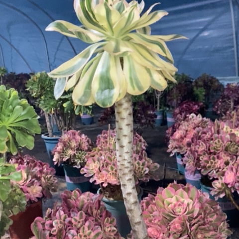 燕姿锦多肉植物031