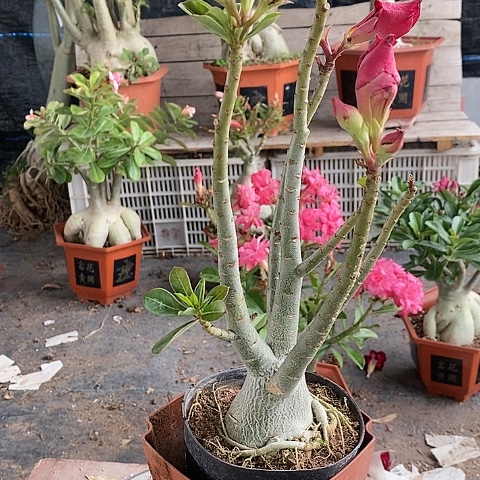 【闪购商品】酒****枝绿植