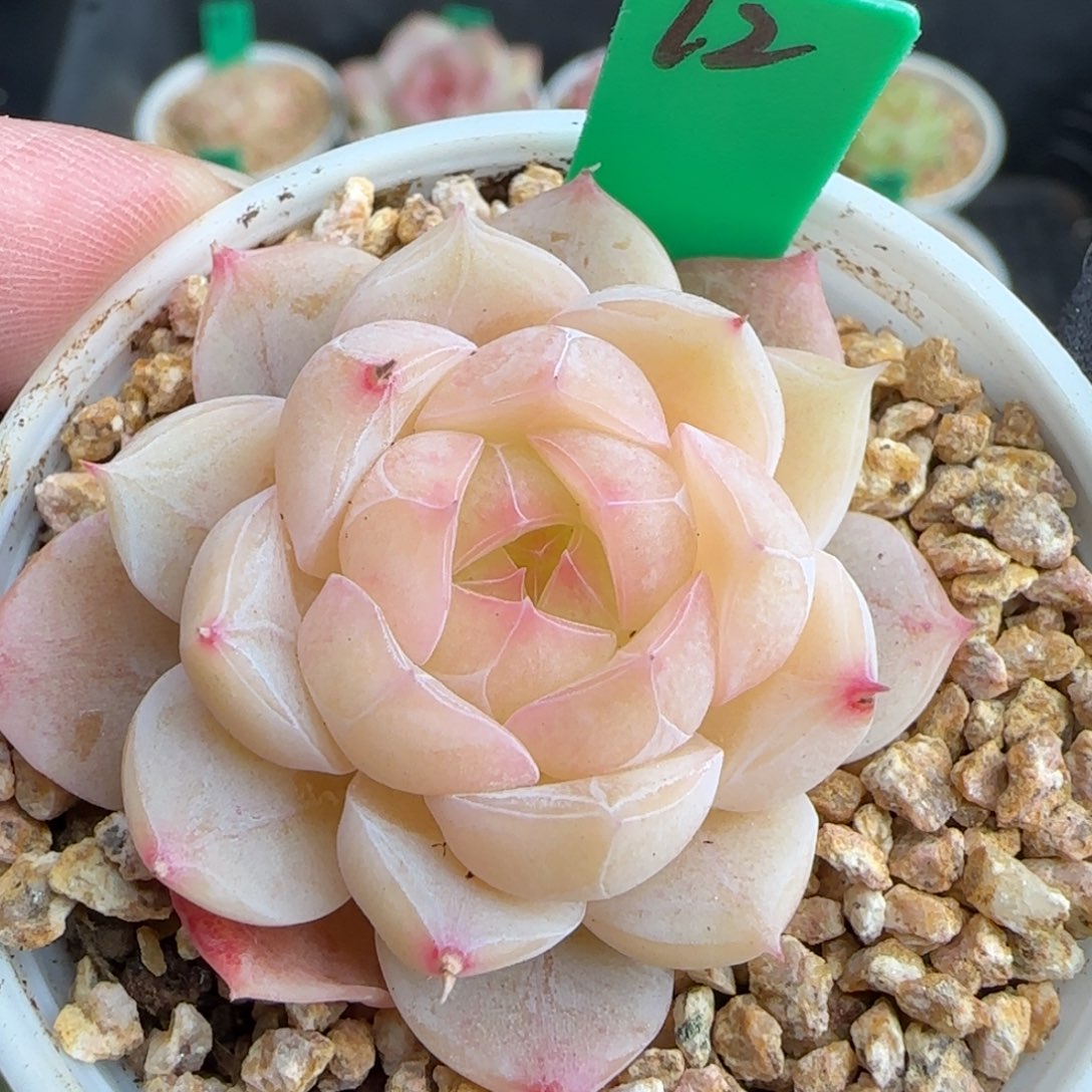 多肉72     糖心  5厘米盆  h