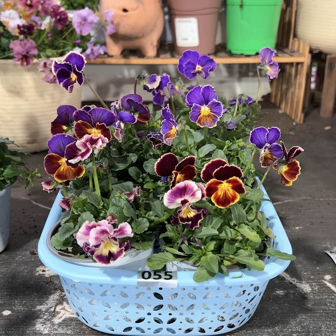 【闪购商品】055号