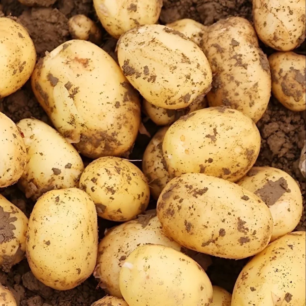 2025年新挖土豆黄皮整箱软糯香甜大个