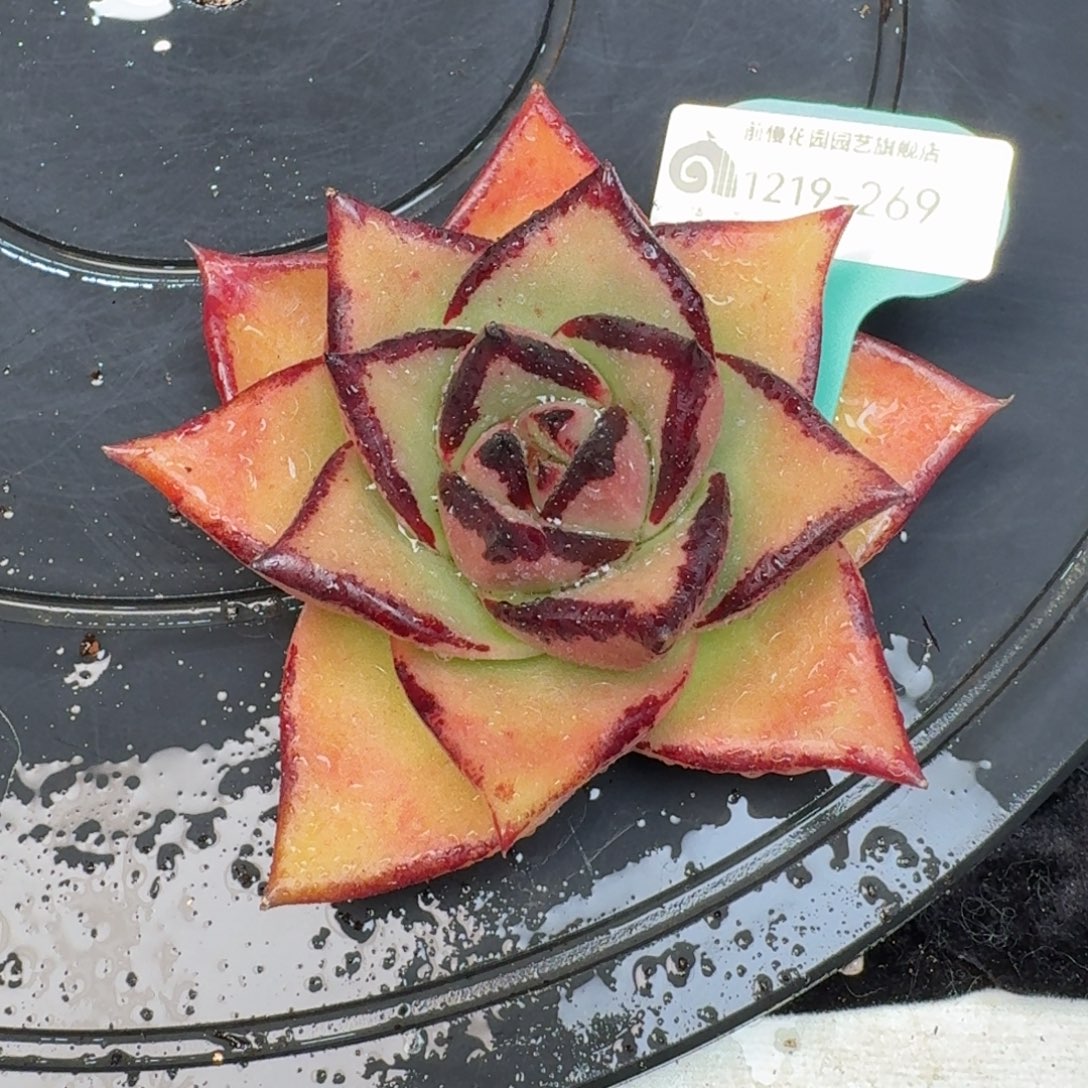 从前慢多肉精选编号1219.269