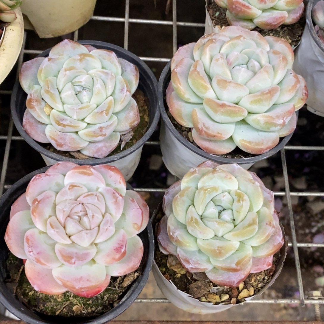 冰玉单头精控小老桩四盆，90杯