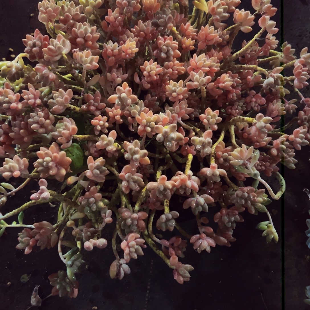 小***事全状态星黛露一物一拍