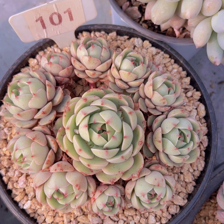 健健康康平平安安多肉