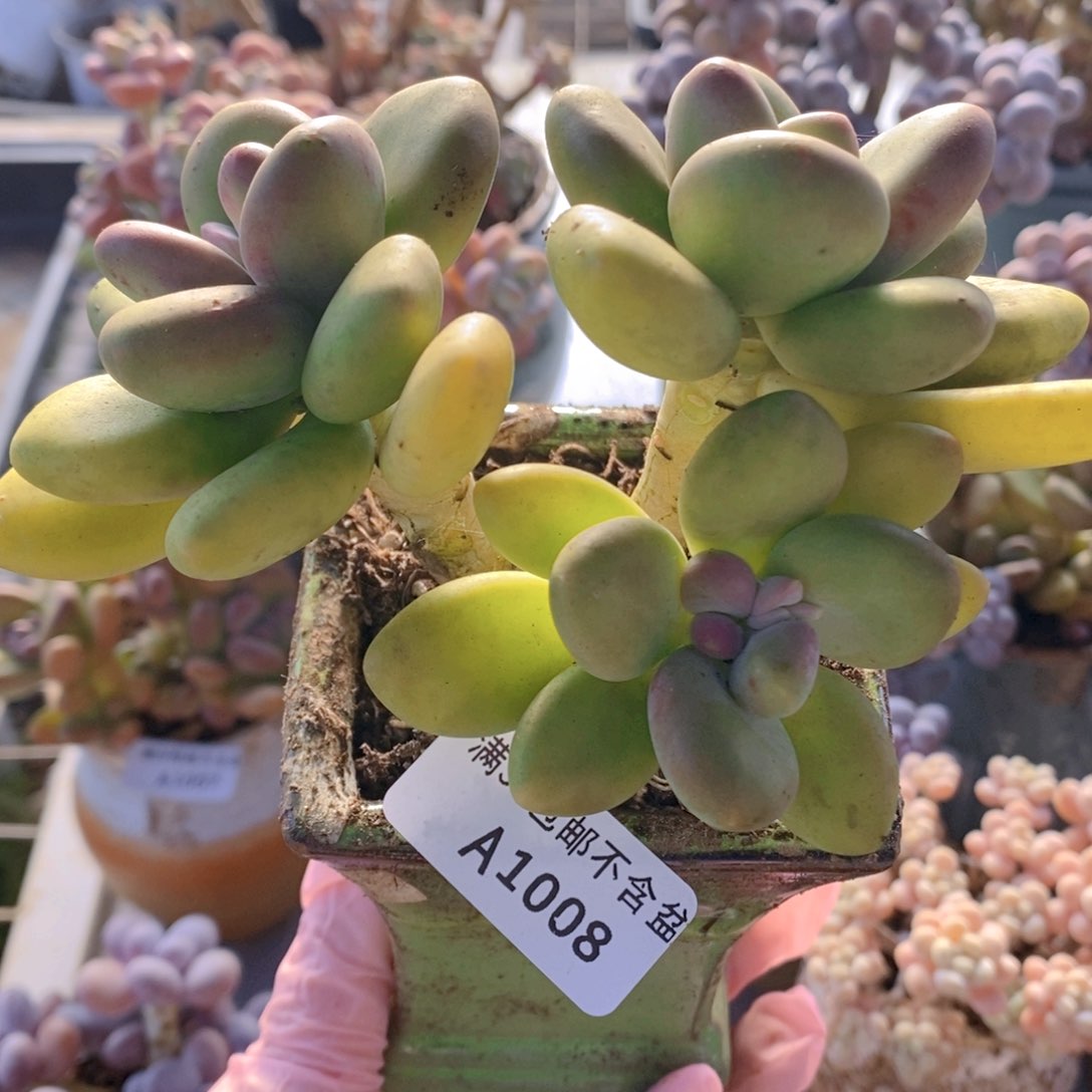 芒果奶12cm1008多肉植物