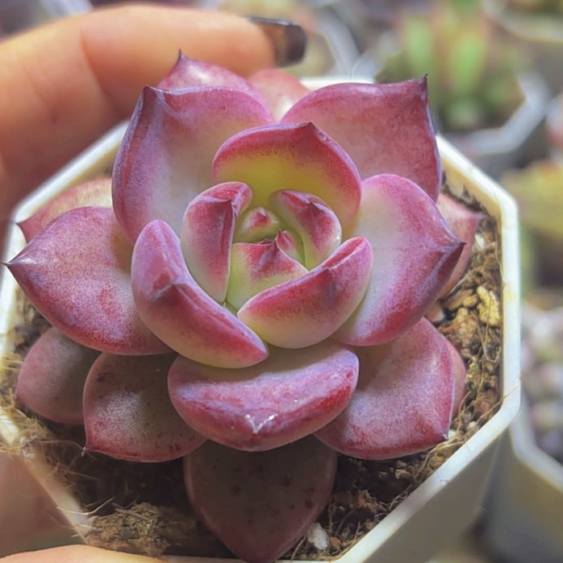 多肉夜魔侠单（满12.9包邮）