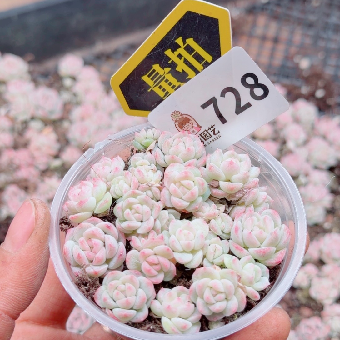 多肉植物多肉植物