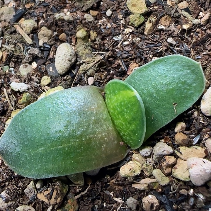 嗨***美杜莎卧牛锦实生苗