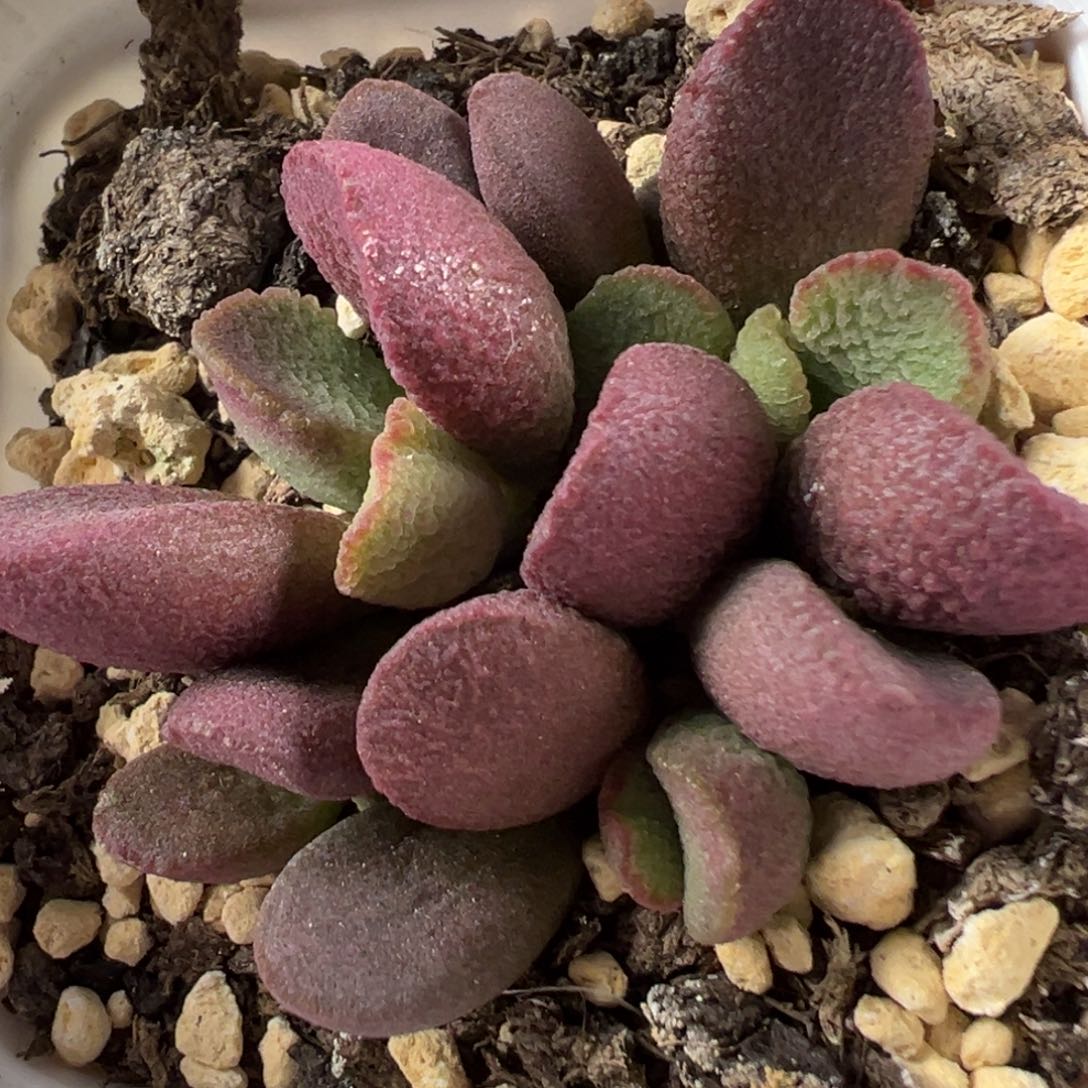 不确定品种粉色冰晶款多肉