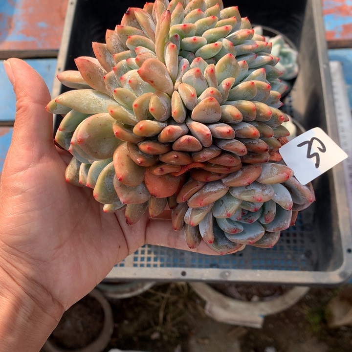 格***调112630缀嗯嗯嗯嗯嗯嗯嗯好喜欢