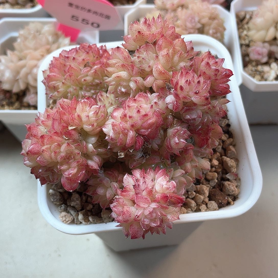 优选麦秆福利470