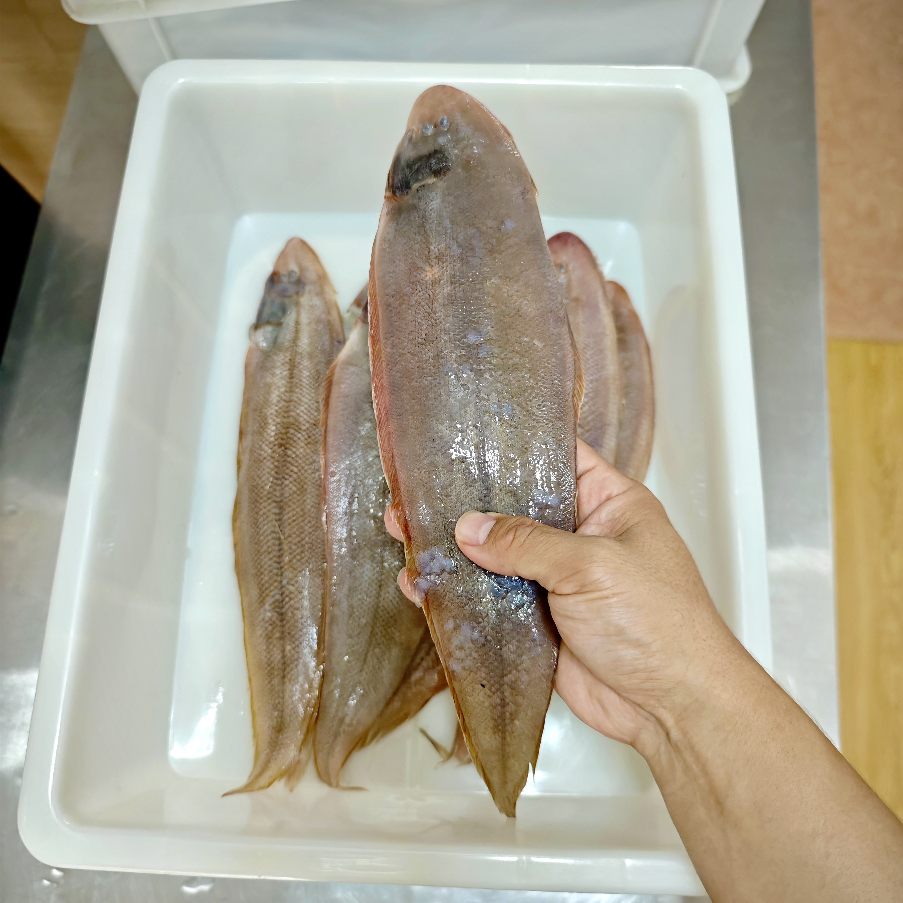 野生海捕小号龙利鱼牛舌鱼约10条共三斤鲜美海鲜