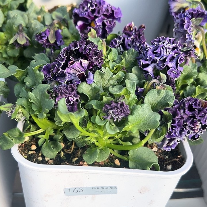 木抖音直播闪拍163