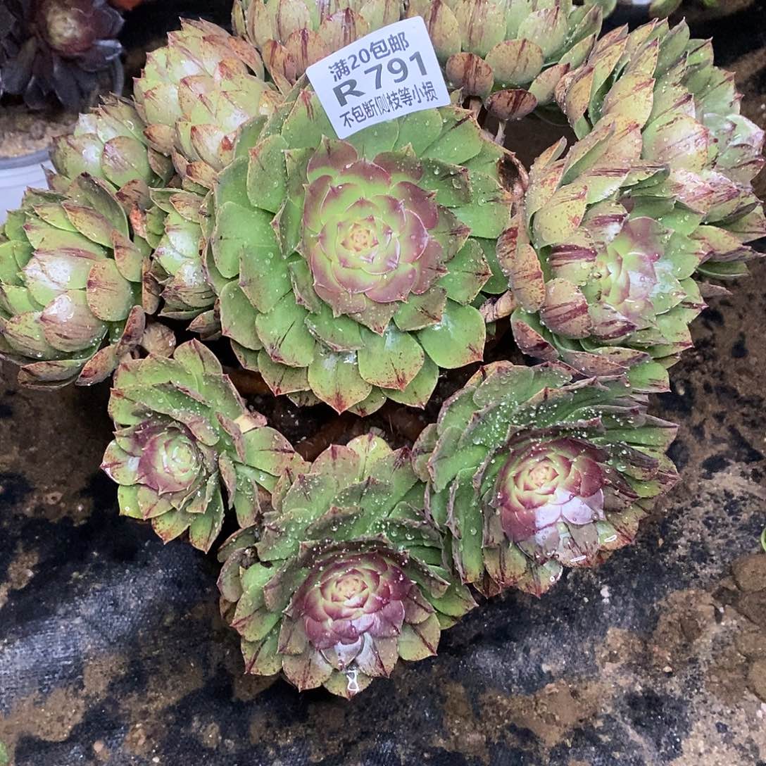 791万拉丝多肉法师锦