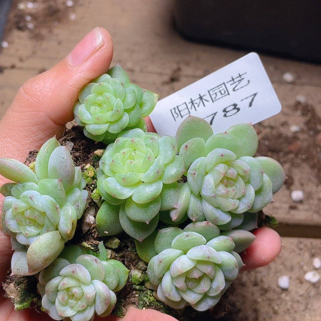 多肉植物多肉植物787