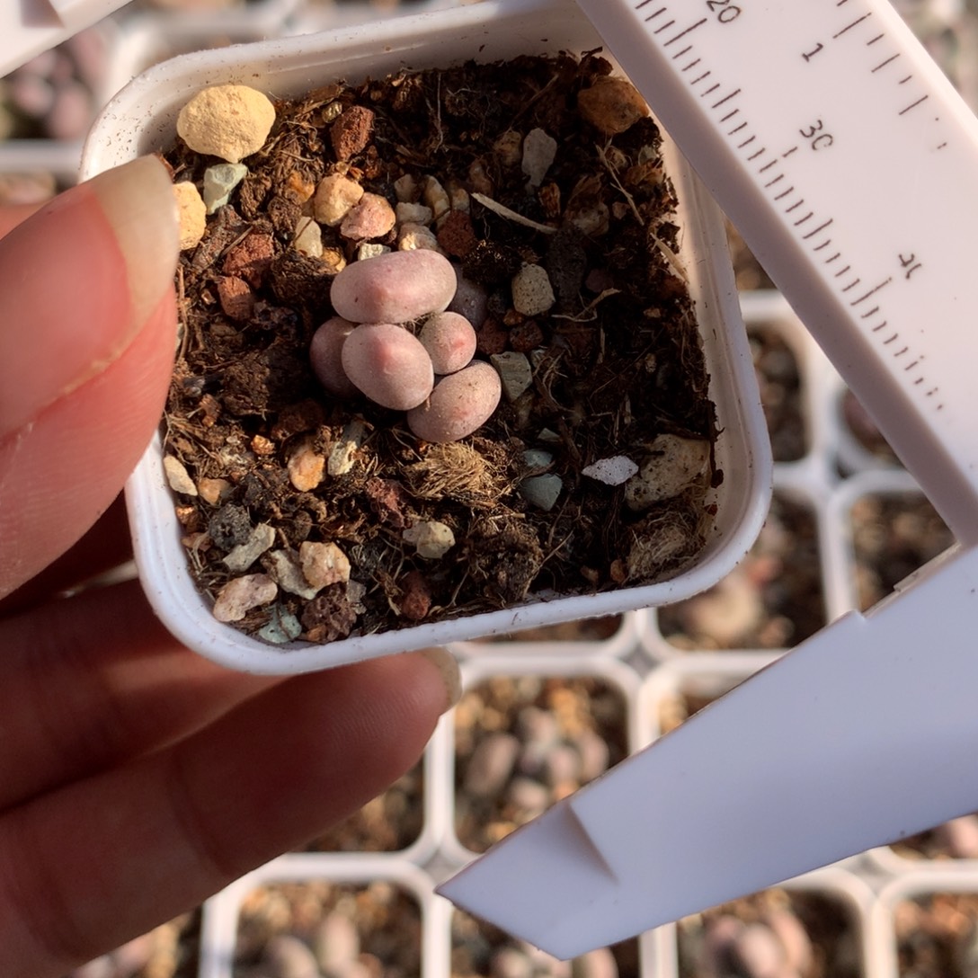 米可奶酪多肉植物