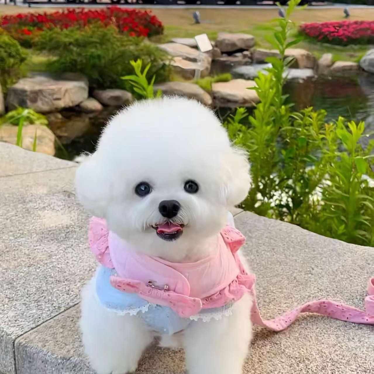 小型韩系比熊可爱呆萌适合家庭饲养的宠物幼犬