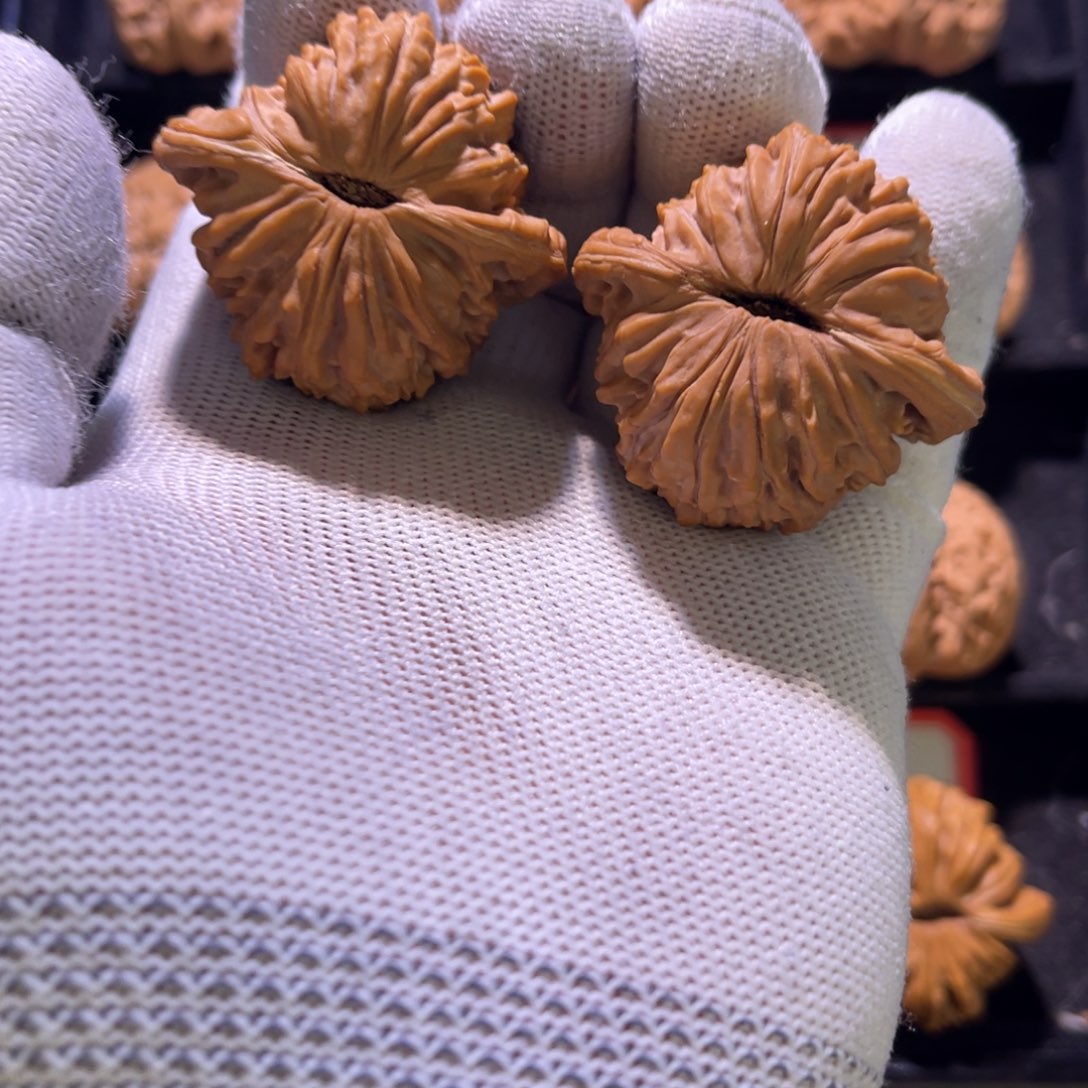 秦皇岛山地果全品43一代平谷楼15