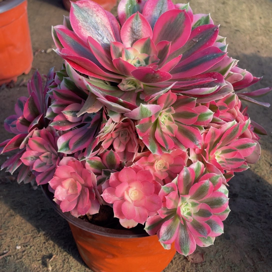 s*n414粉女巫精品法师老桩