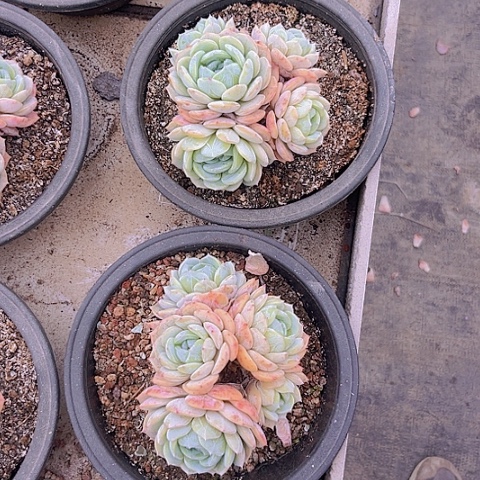 5头劳林2颗一物一拍