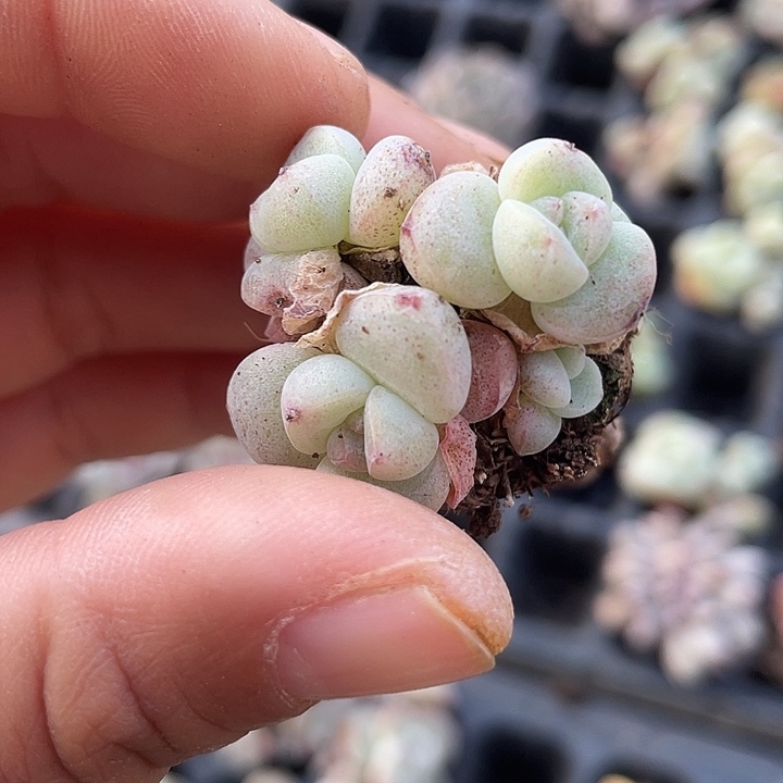 冰玉石化4头随机发