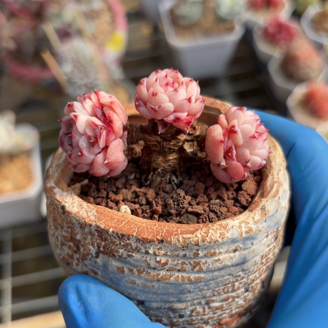 三头老桩天鹅绒一物一拍